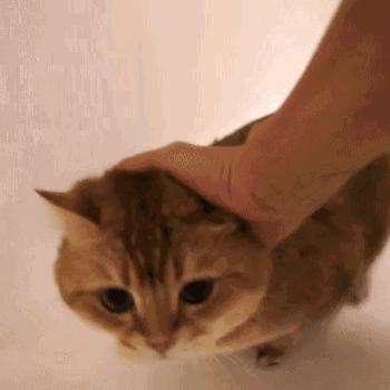 瀹犵埍鍥介檯鍔ㄧ墿鍖婚櫌闄㈣,瀹犵埍鍥介檯鍔ㄧ墿鍖婚櫌浣撳唴椹辫櫕