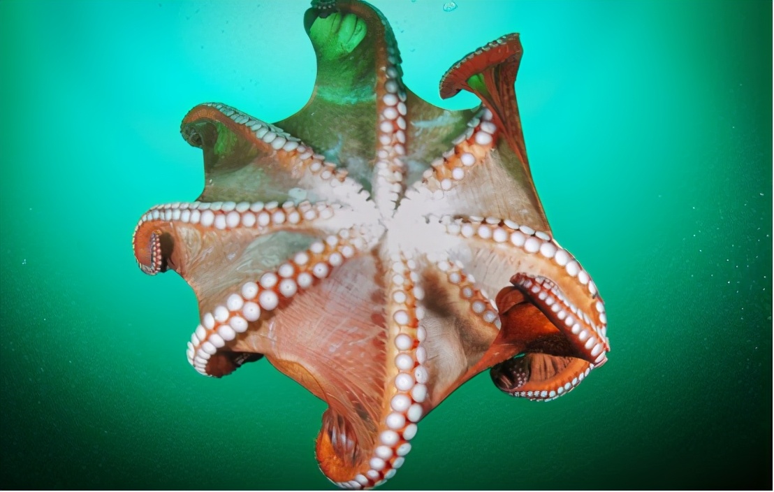 章鱼智商高为什么还会被人抓,章鱼这么聪明可以当宠物吗