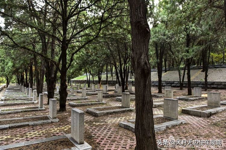 济南一颗梧桐树,济南的法国梧桐