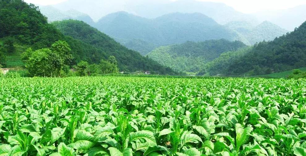 香烟的发展历程——昔日的“圣草”是变成如今成“毒草”的