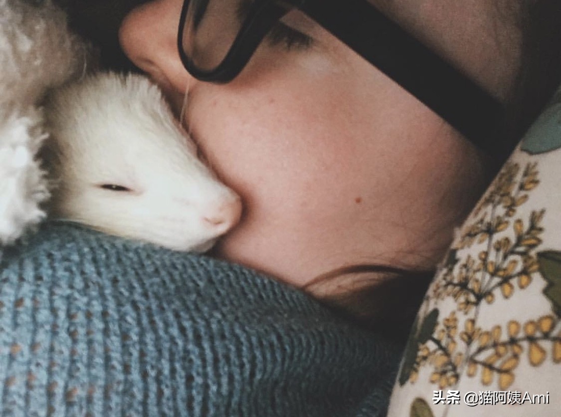 养只雪狐当宠物,宠物雪貂怎么养