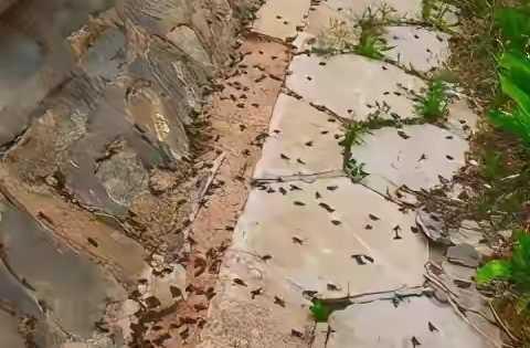 地震来临前动物的行为,动物的异常行为