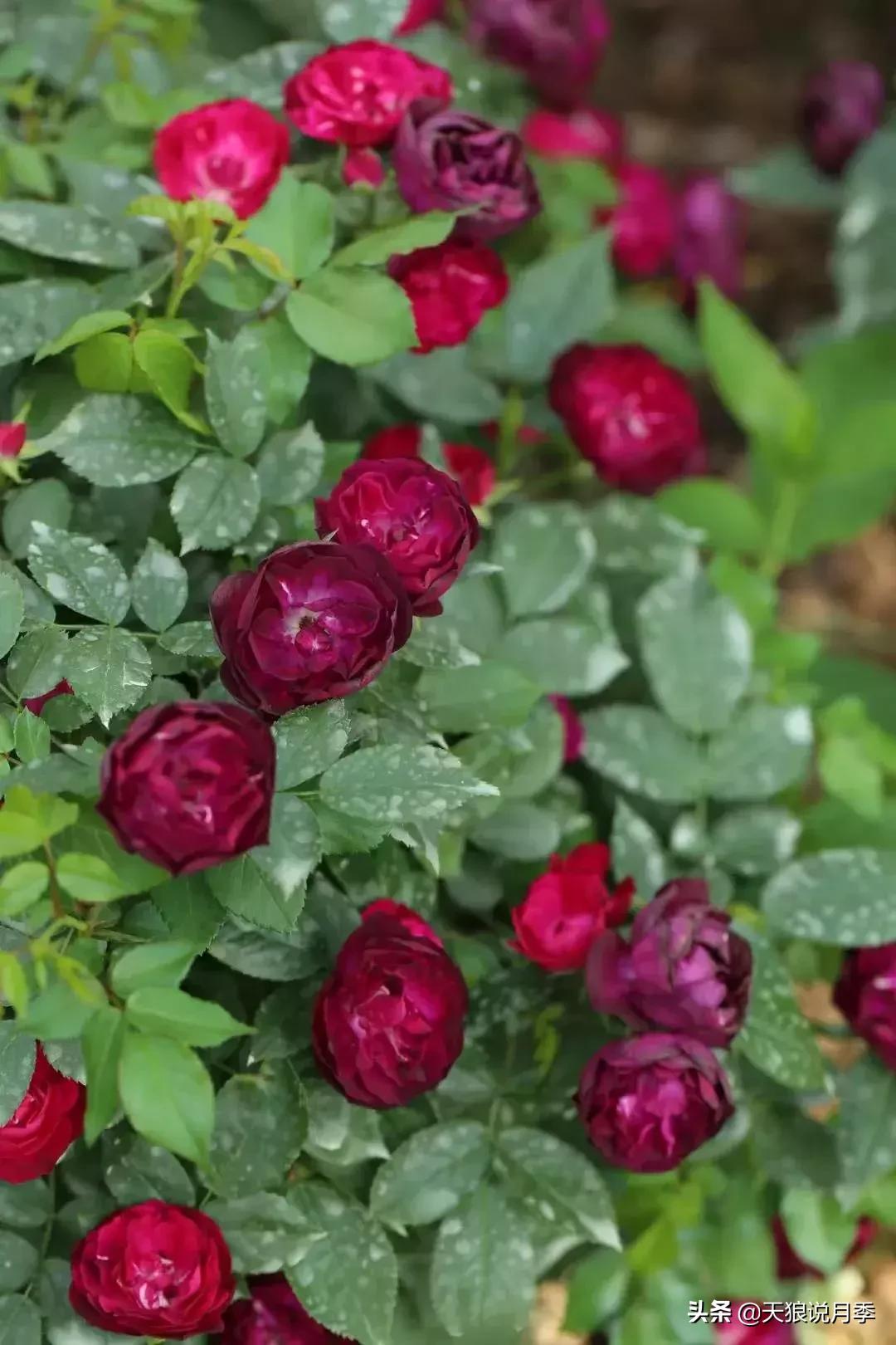 阳台种月季光照少怎么办,光照不好可以养石榴吗