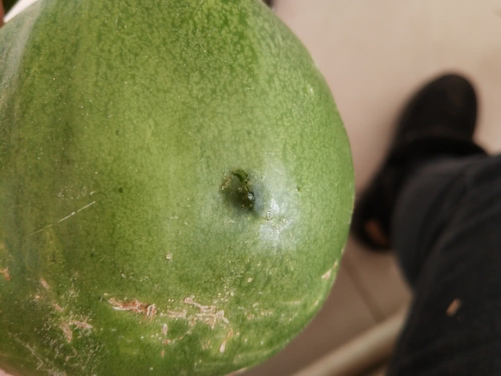 甜瓜细菌性果斑病怎么治疗,甜瓜细菌性叶斑病症状