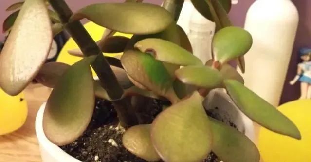 玉树怕晒,玉树怕冷怎么办