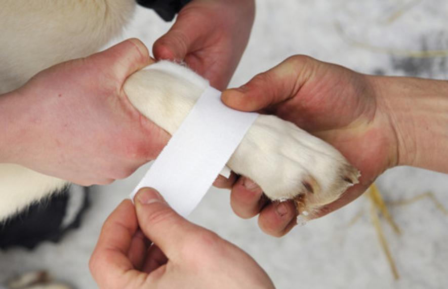 狗狗打架被咬出血,狗打架被咬开皮怎么治疗