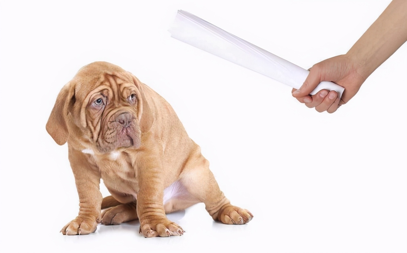 如何正确教育狗狗好习惯,教育护食的狗狗