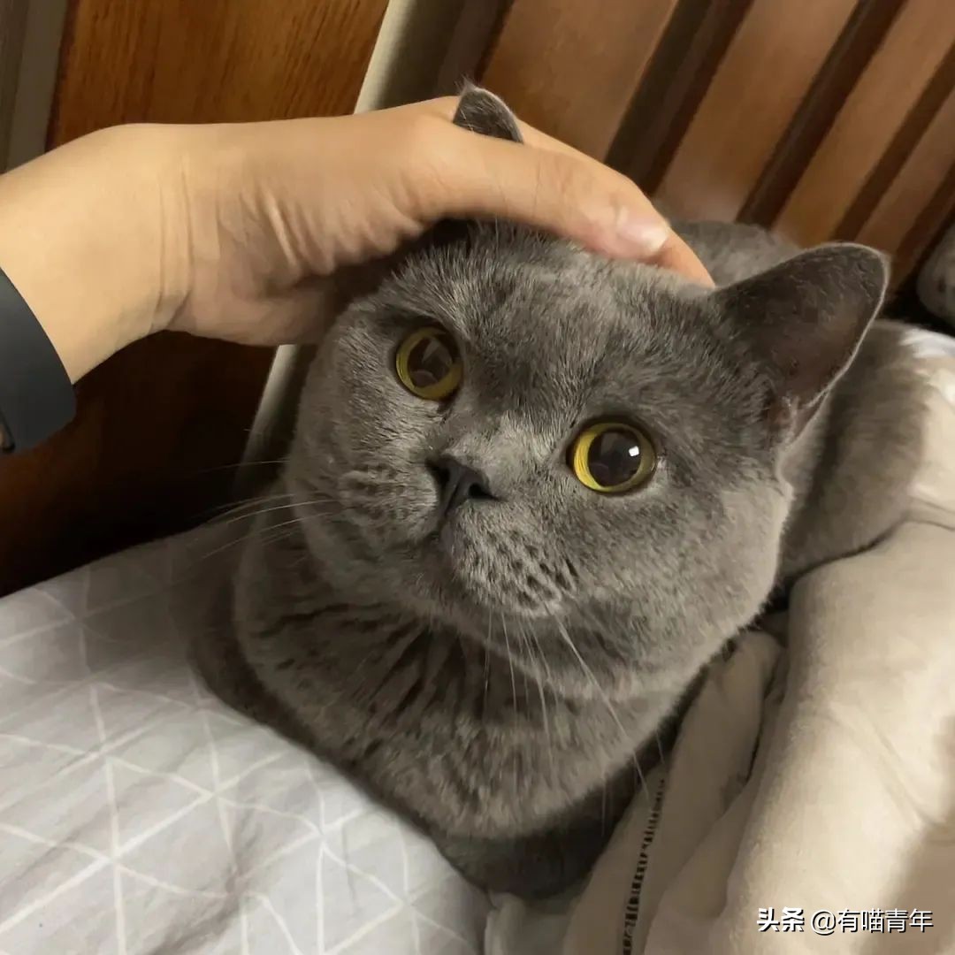 橘猫为什么是魔鬼,橘猫的恐怖之处