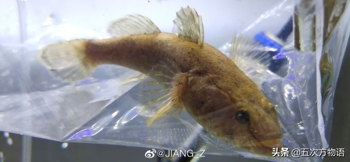 松江鲈鱼和沙塘鳢是一种鱼吗,松江鲈鱼与塘鳢区别