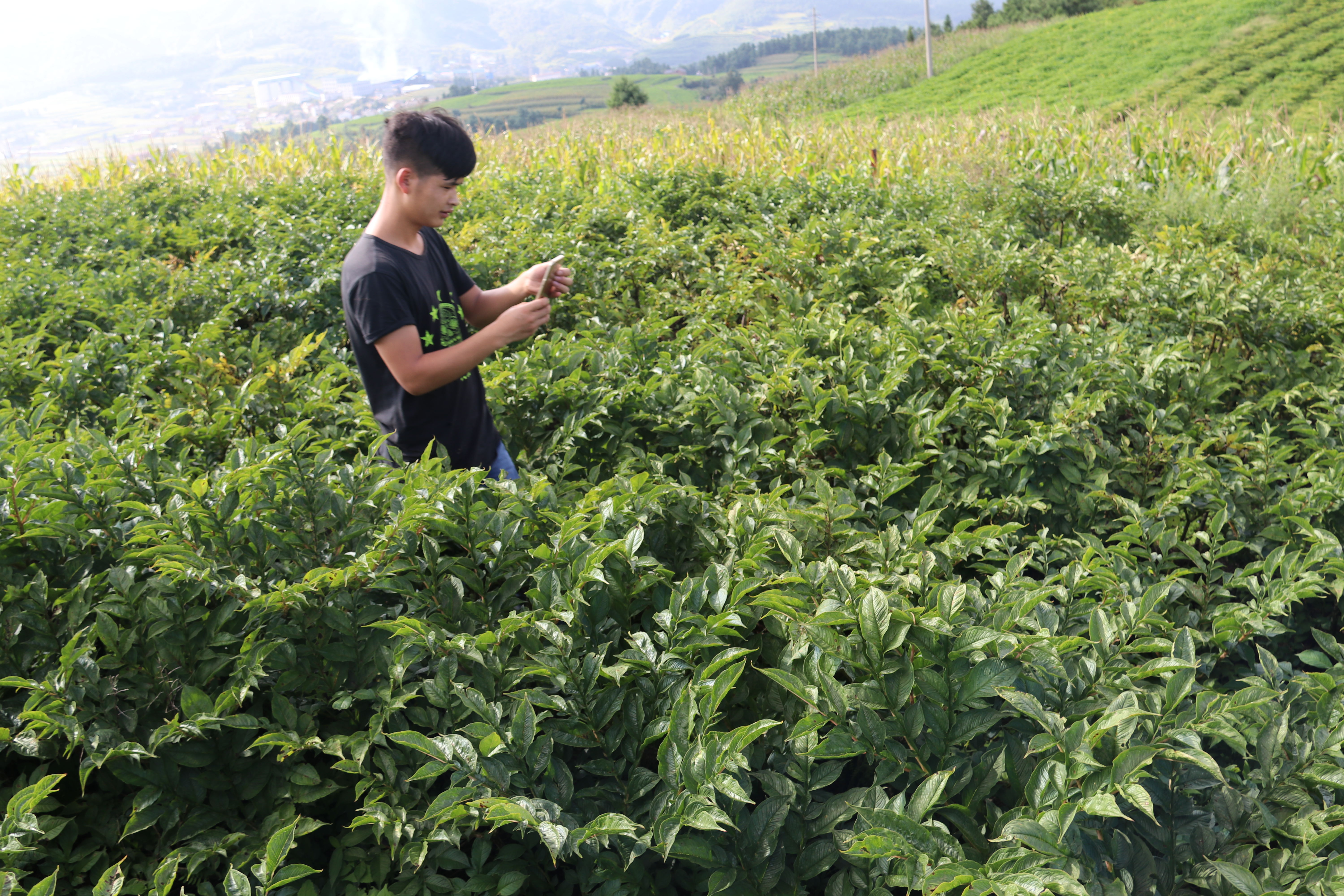 魔芋种植技术每日农经,魔芋种植与收益