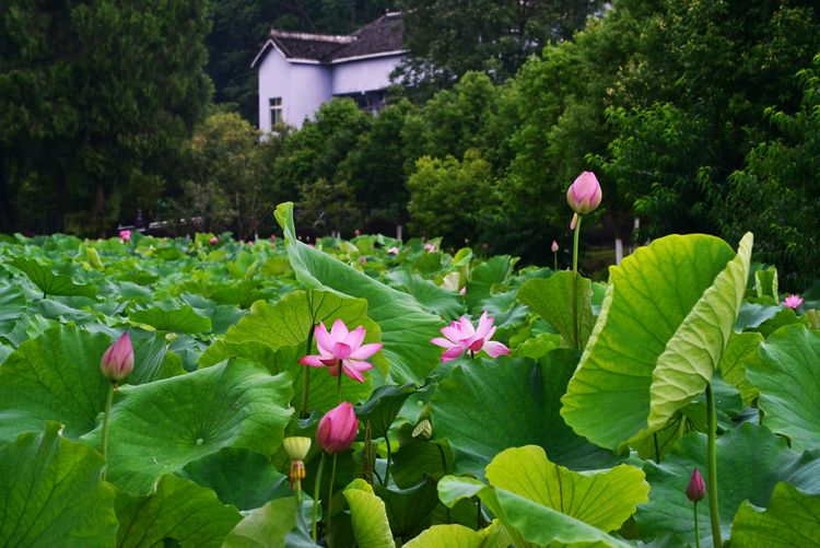 涔愯嚦鑽疯姳鎽勫奖浣滃搧娆ｈ祻,涔愯嚦鍗拌薄鎽勫奖