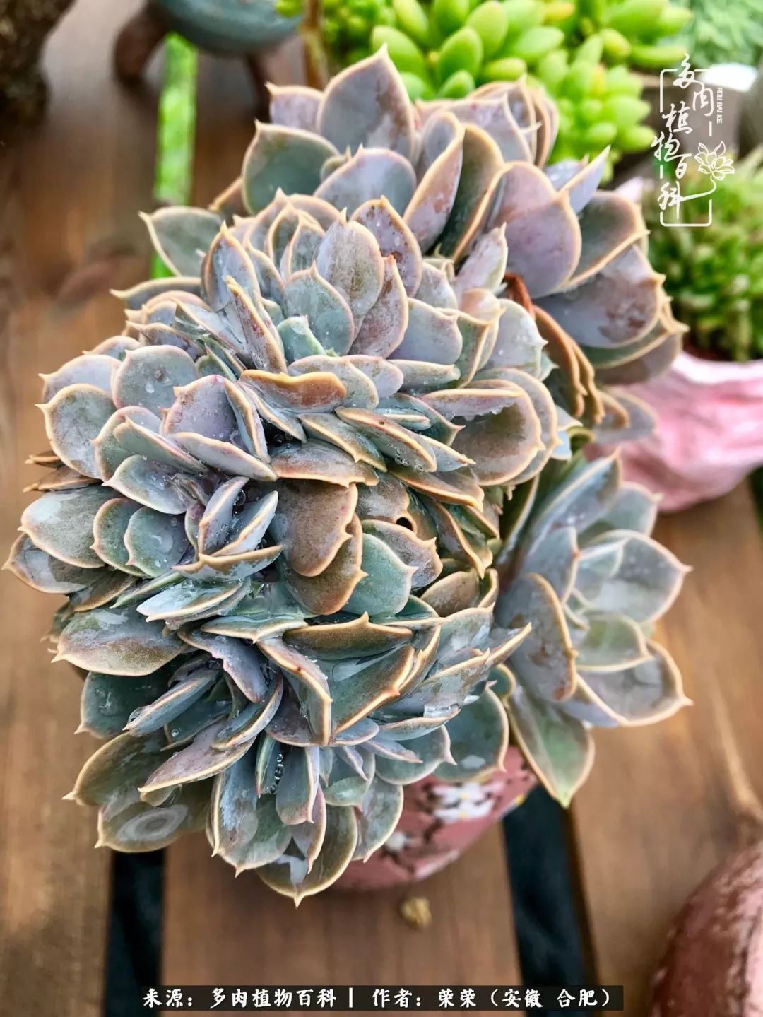 入秋后多肉是露养好还是室内养好,入夏后露养的多肉要搬进室内吗