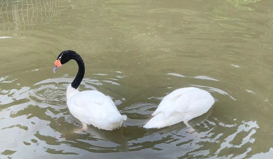 今起东北虎园大门票半价!近百种珍稀动物,带你走进现实版动物世界!