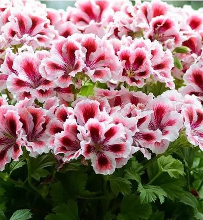 10种天竺葵,天竺葵100种图片大全