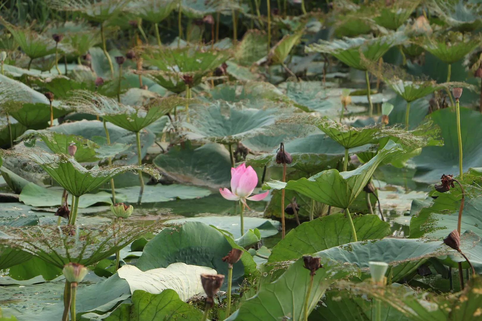 lcd琛屼笟闈舵潗,lcd闈舵潗