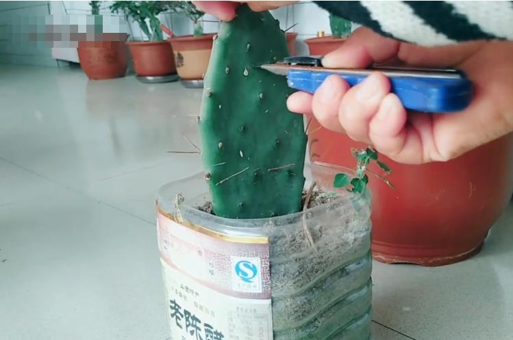 假昙花不嫁接也能长得很好,假昙花用什么嫁接好