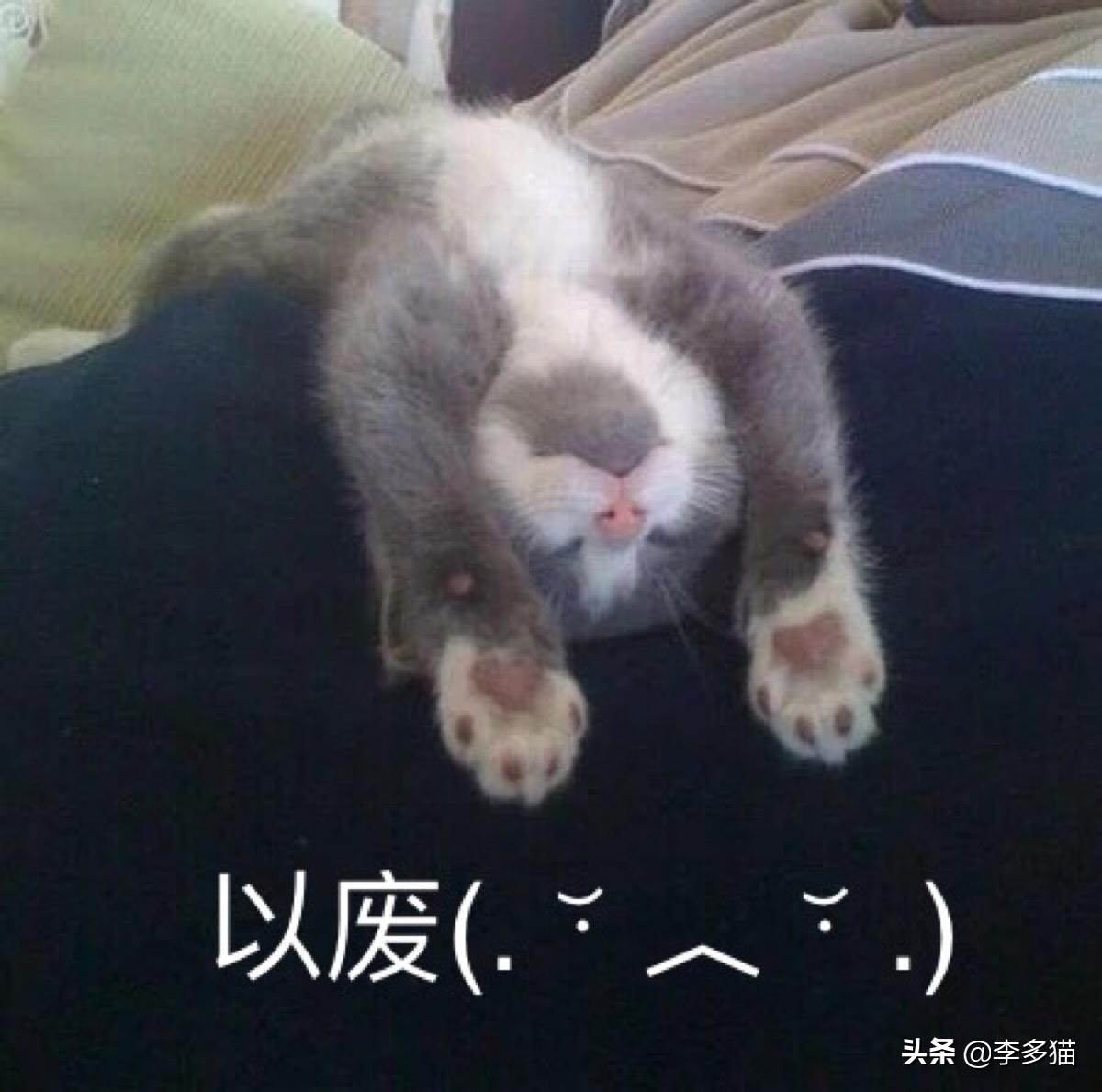 新手养猫必看一招搞定猫咪驱虫,养宠须知这份猫咪驱虫指南请收好