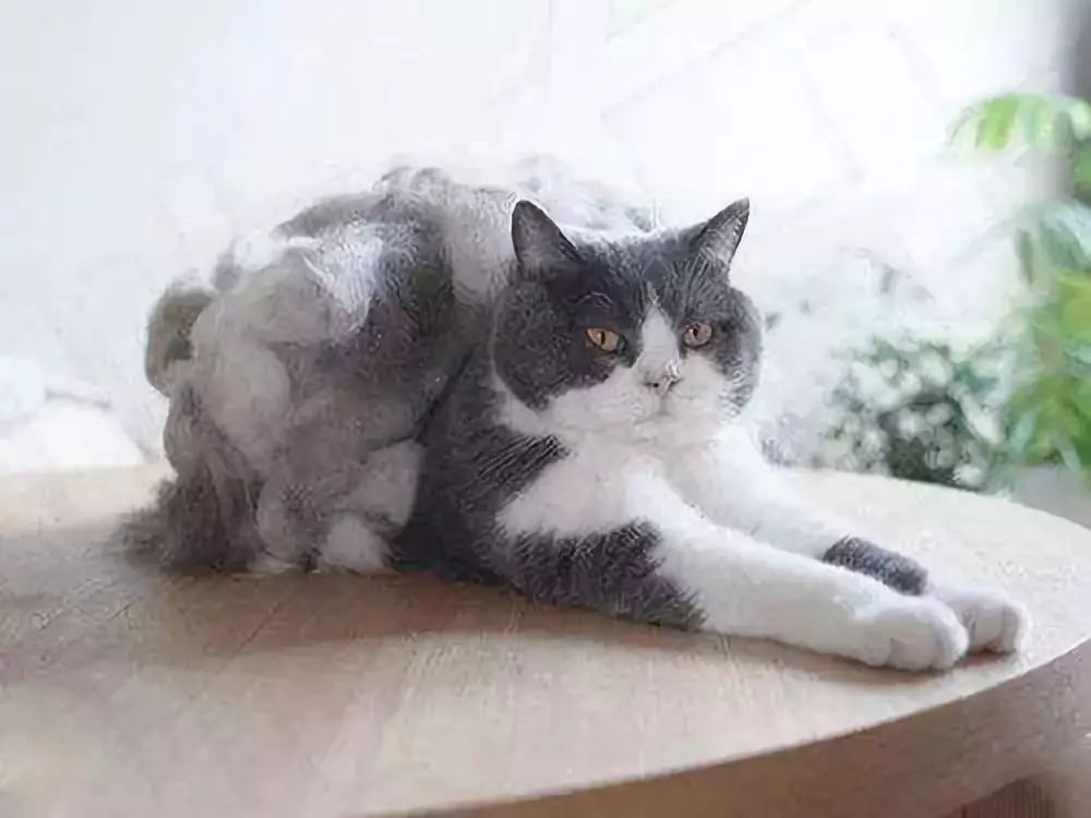 铲屎官猫咪的烦恼,铲屎官心疼狗狗