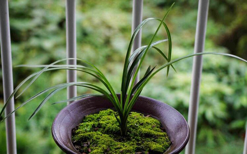 养兰花一年不会死的秘诀,养兰花避开3点基本上不会烂根了