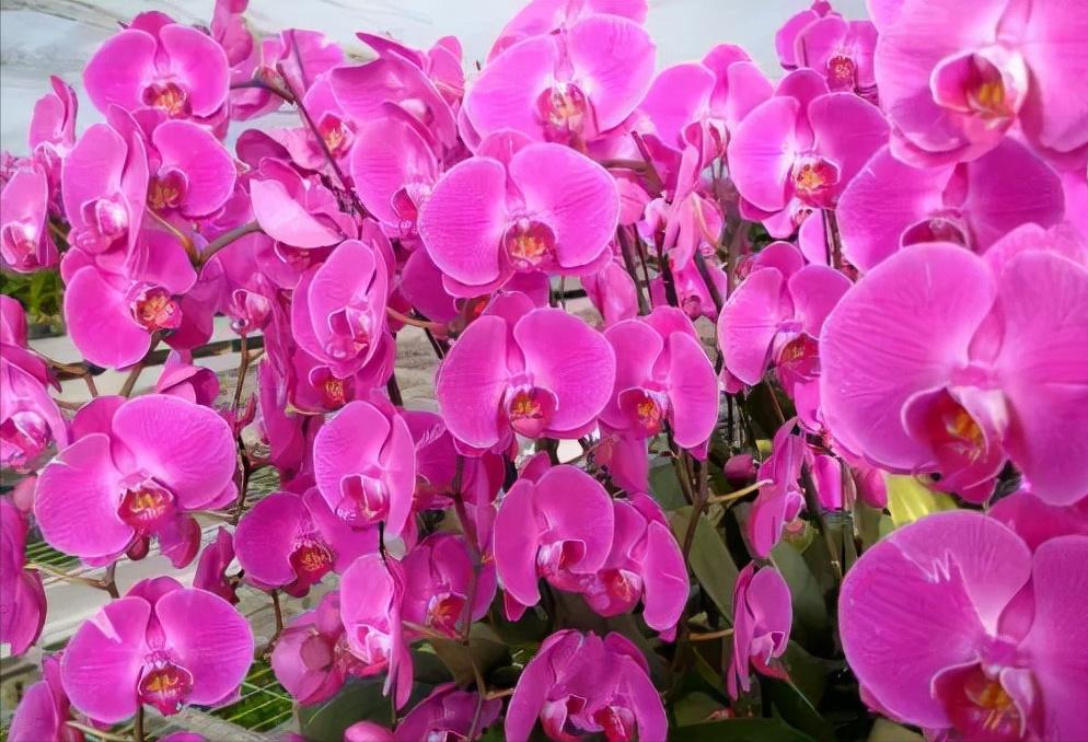 看芦头辨兰花种类,野生兰花种类图片