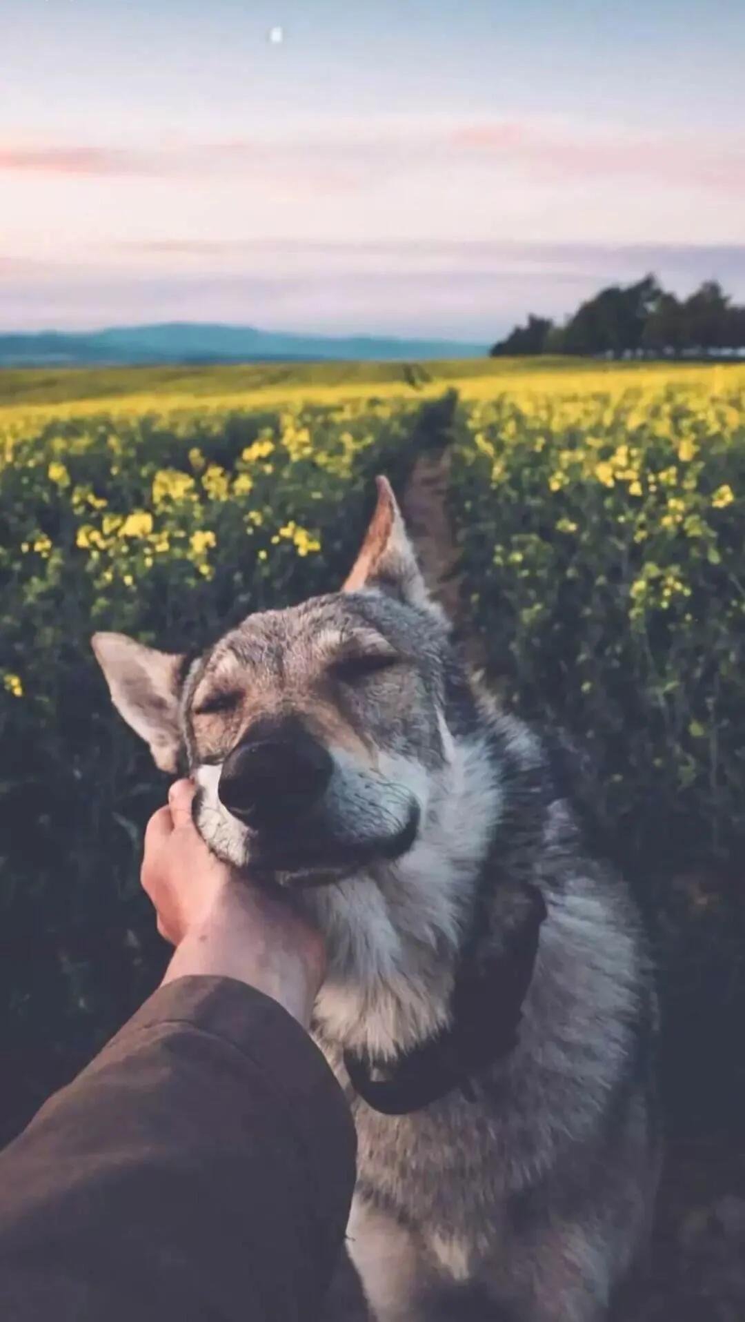 宠物医生一般怎么确定猫咪怀孕的,宠物发情能否确定