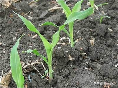 玉米叶斑病是细菌还是真菌,玉米细菌性叶斑病