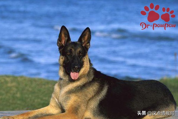 泰迪狗狗的脚红肿破皮怎么办,狗狗趾间炎怎么知道是不是过敏