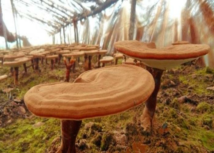 灵芝菌丝体胶囊的功效与作用,灵芝孢子菌丝特征