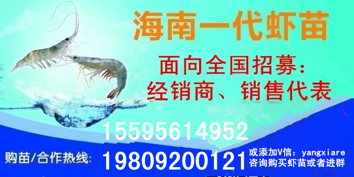 南美白对虾养殖技术视频,南美白对虾疾病防治