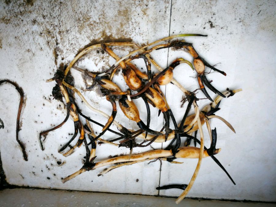 养碗莲不能缺水吗,碗莲怎么养才能旺盛开花