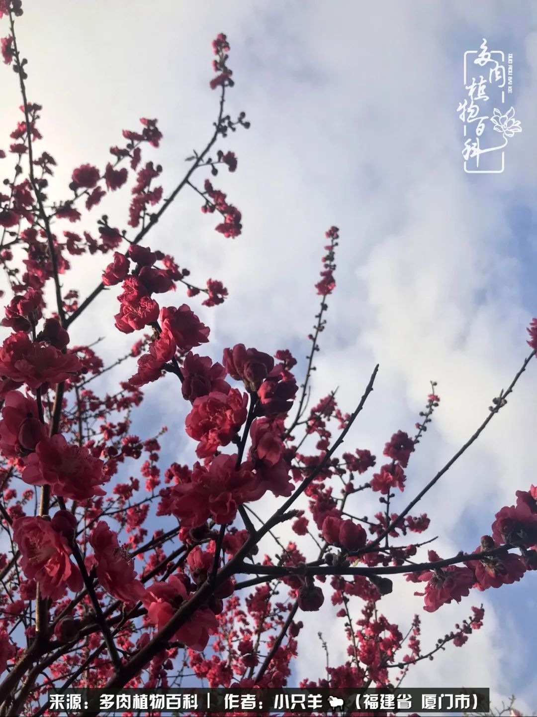 多肉像葡萄一样,多肉像铃兰一样