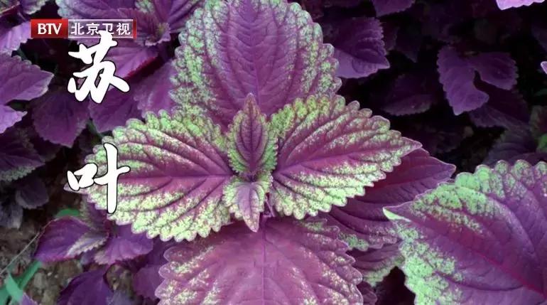 怎么调理肾火,怎样壮腰强肾又不上火