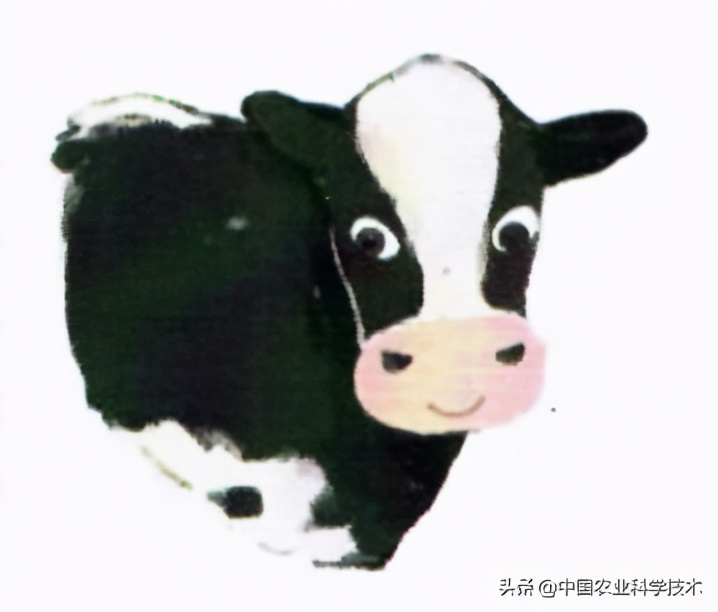 奶牛有什么特征和有趣之处,奶牛体质有什么特点