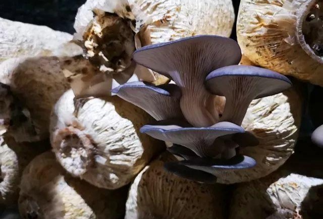 平菇出菇突然死掉是怎么回事,平菇发生畸形的原因及防治方法