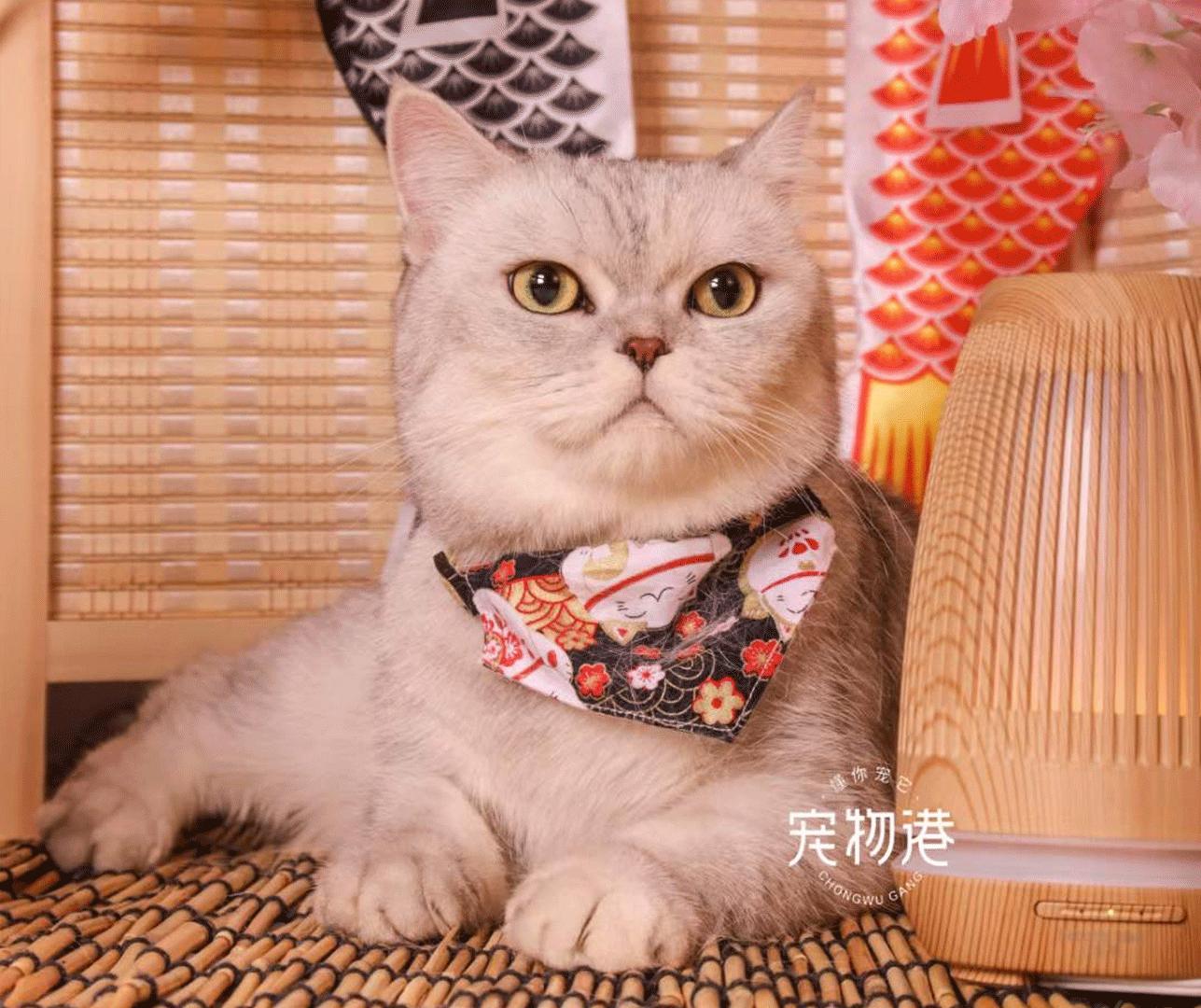 宠物港沈阳店,宠物港华业店