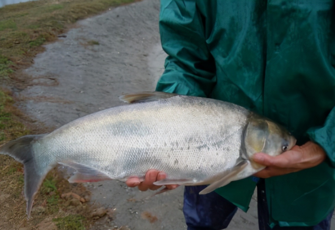 儿时的乡情散文,乡情散文模板