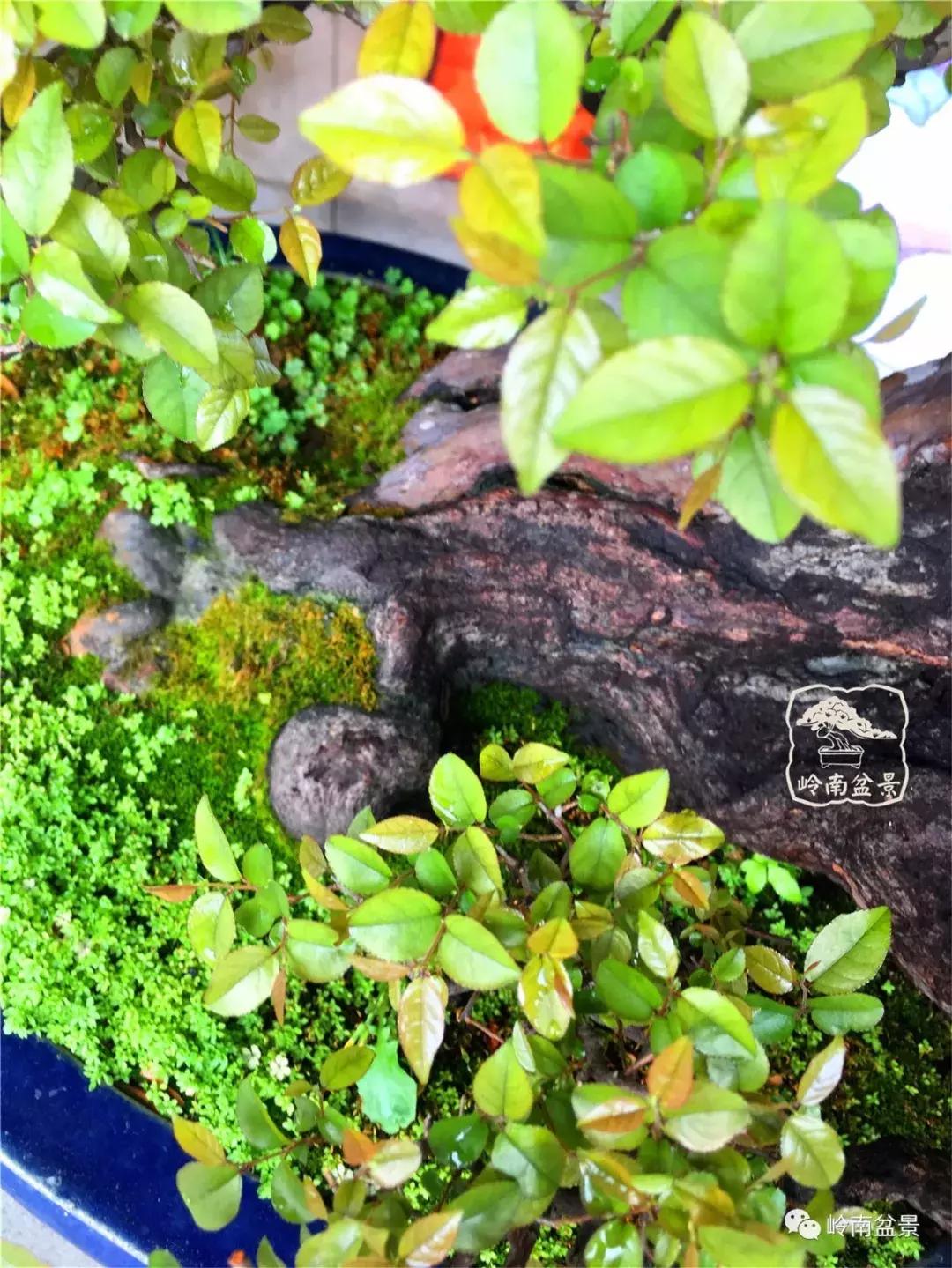 造型极美的盆景一起来欣赏,一组风吹出来的盆景欣赏动感十足