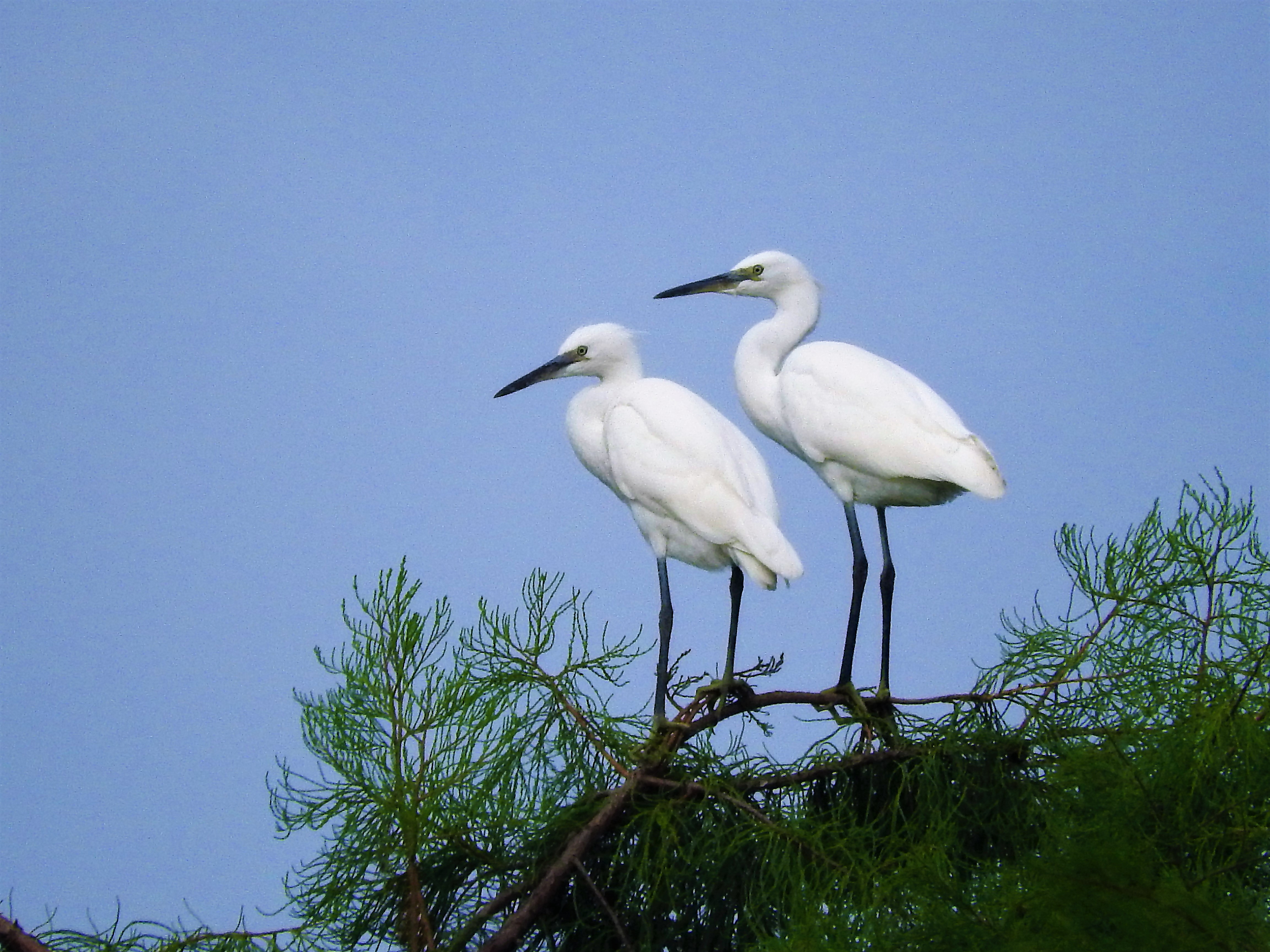 浣犵湡鐨勮璇嗘捣楦ュ悧,浣犵湡鐨勮璇嗚崰鑿滃悧