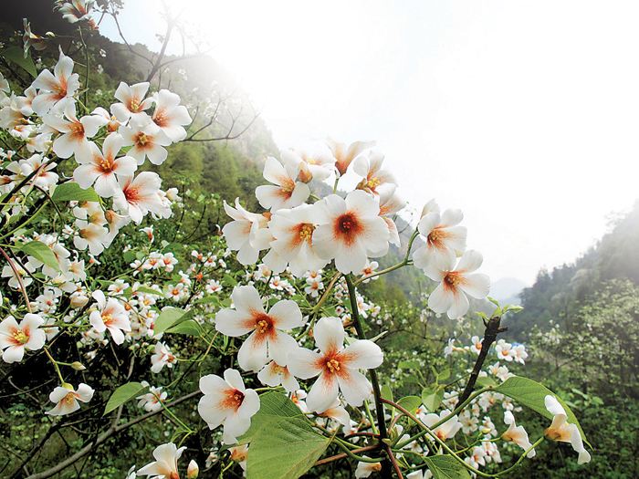 这种树在农村很常见，花名为五月花，果子提炼出的油料可以漆房子