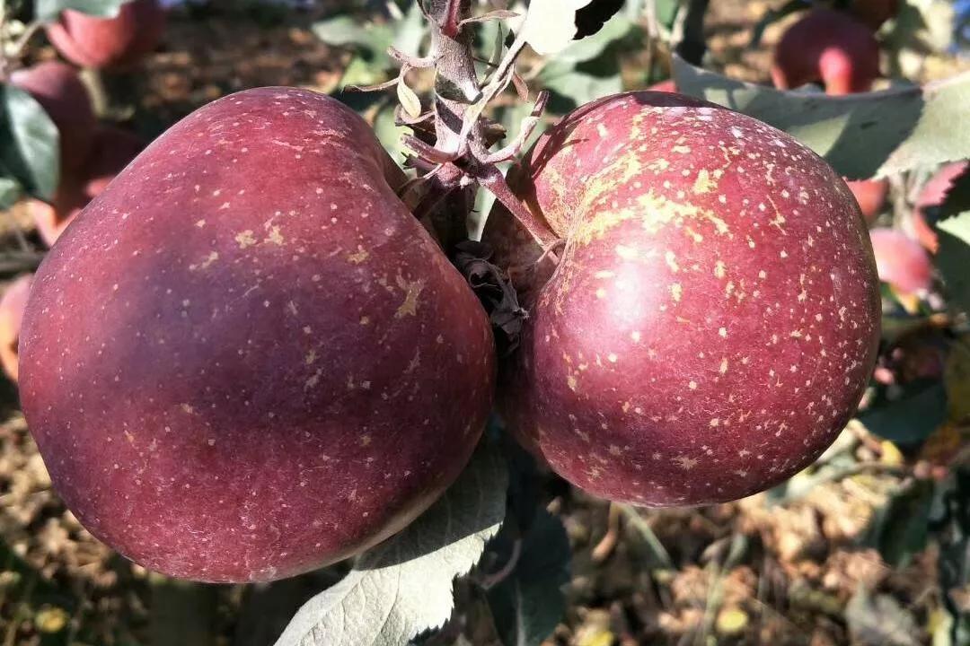 云南省昭通市旅游景点,云南省昭通市有什么旅游景点