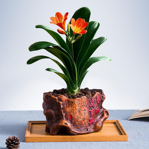 阳台客厅养花能用石硫合剂吗,家里养花放在客厅西面阳台好吗