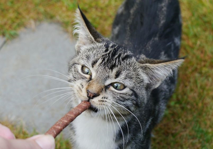 家里猫不愿意吃鱼,主人在家猫不吃不喝不上厕所