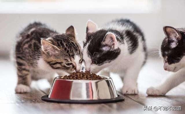 怎样让一只挑食的猫咪变成干饭王,宠物零食冻干碎能解决猫咪挑食吗
