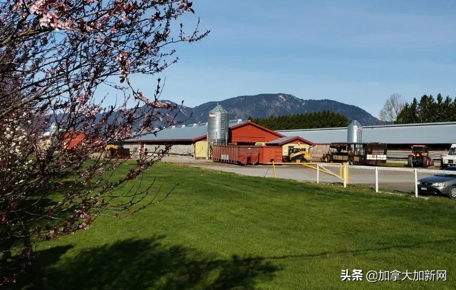 温哥华华人最爱肉厂爆疫情老板说已经卖出去的肉不召回