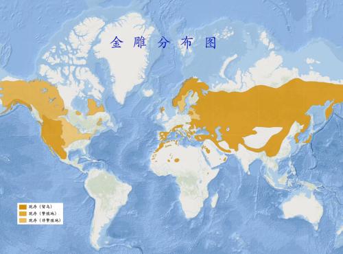 空中十大猛禽排行榜,世界前十猛禽排名图表