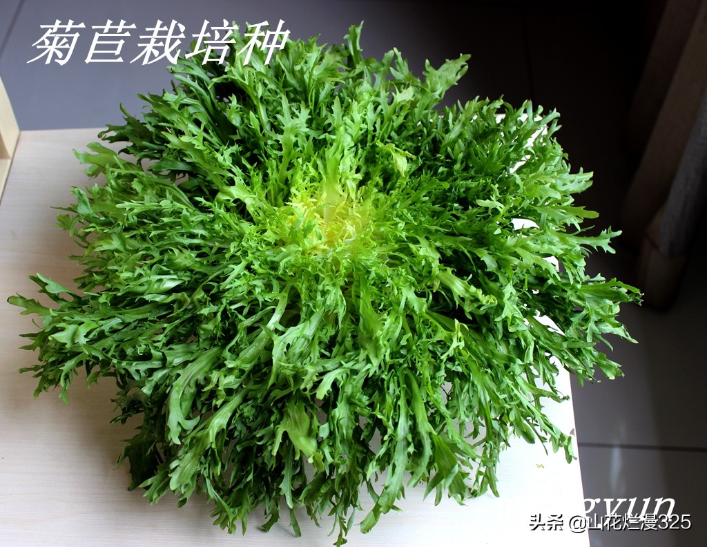 野生菊苣的辨认与图片,野菜苦菜识别方法
