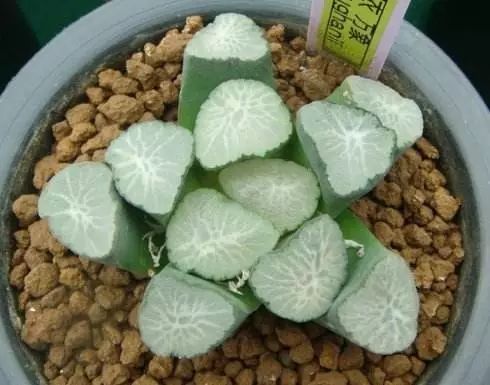 水晶的多肉植物有哪些品种,像水晶的多肉植物图片