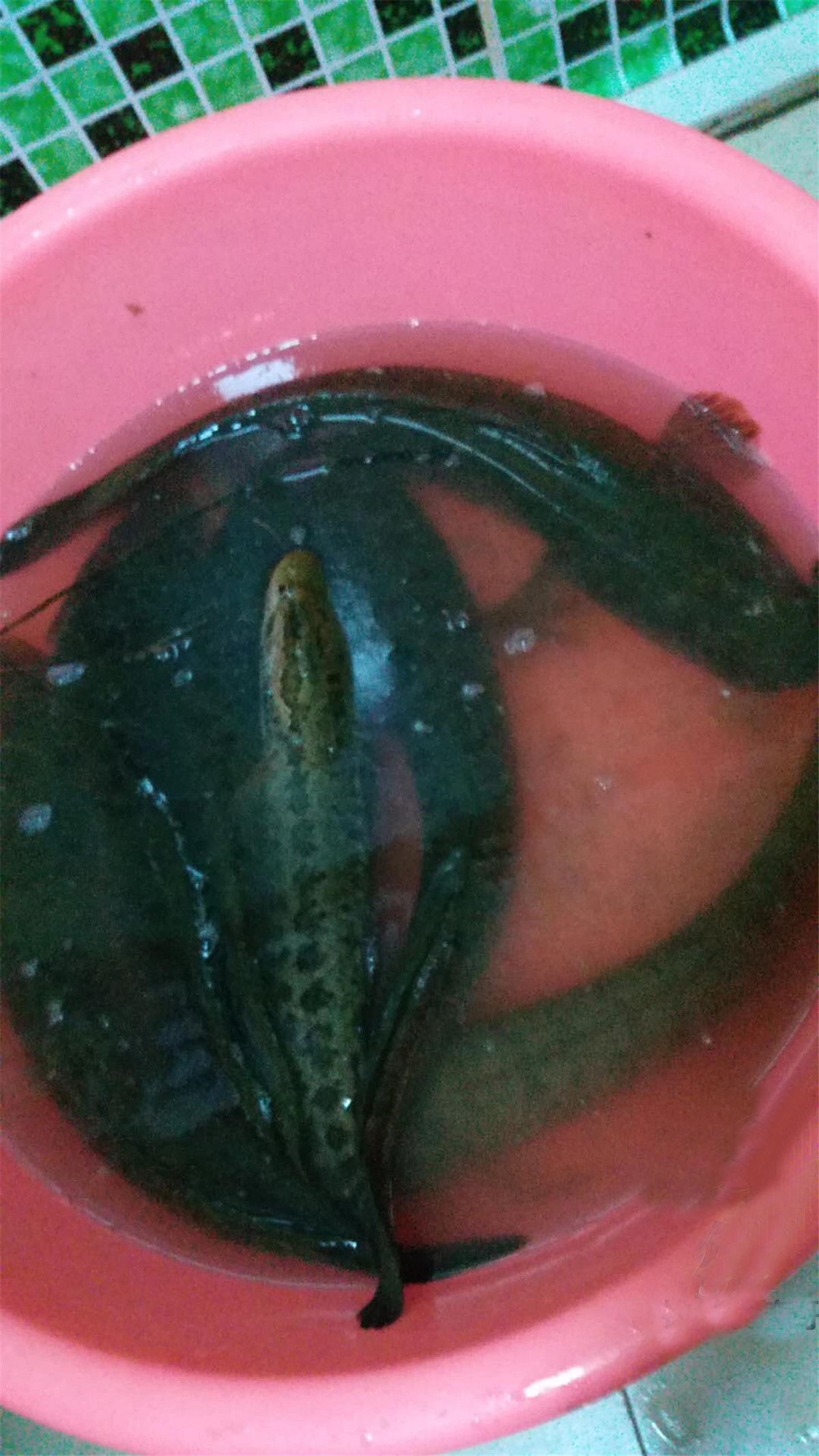 野钓淡水鱼最好吃的鱼种,钓鱼人钓的鱼都是哪几种鱼