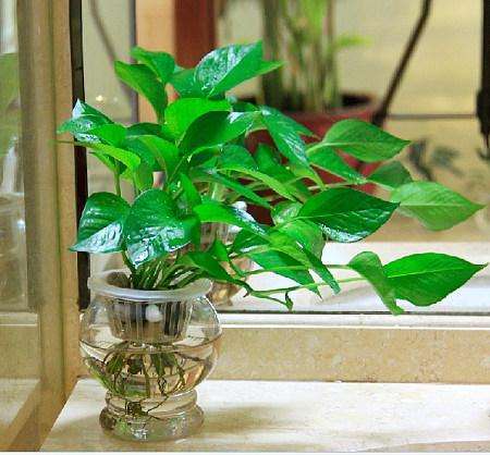 水培植物蚊虫怎么消灭,水培植物长蚊子怎么去除