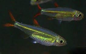 草缸灯鱼专用灯,适合草缸养的灯鱼